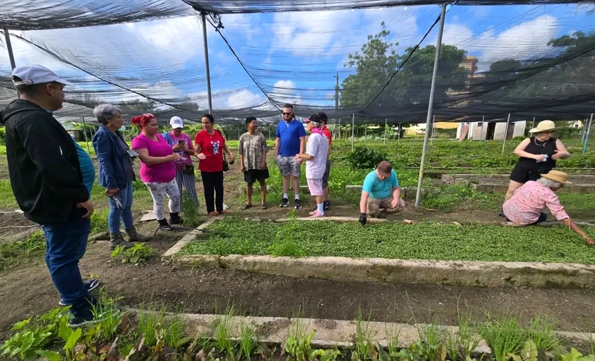 Trabajo en el organopónico de Holguín