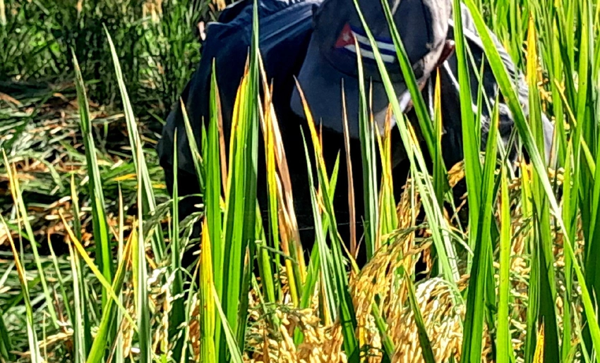 Cultivo de arroz en Mayarí, Holguín