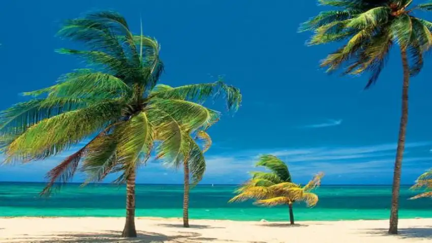 cocotero, coco de agua, Cuba, turismo, economía