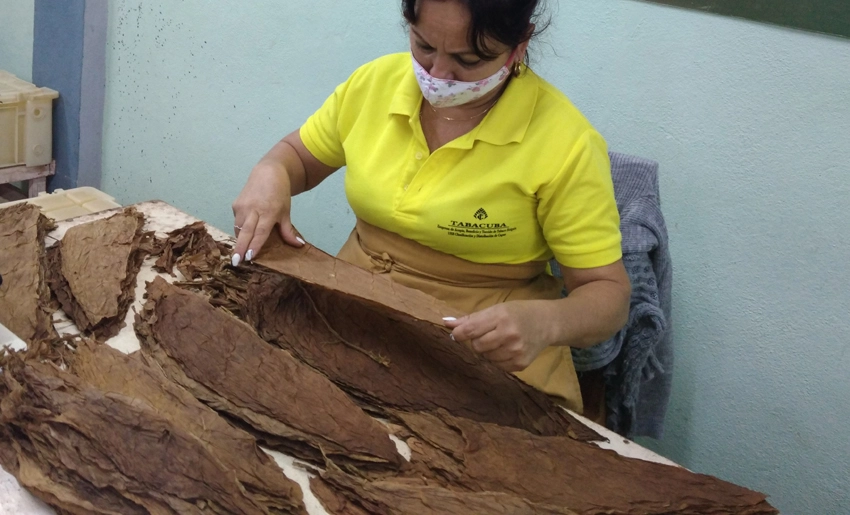 Hojas de tabaco