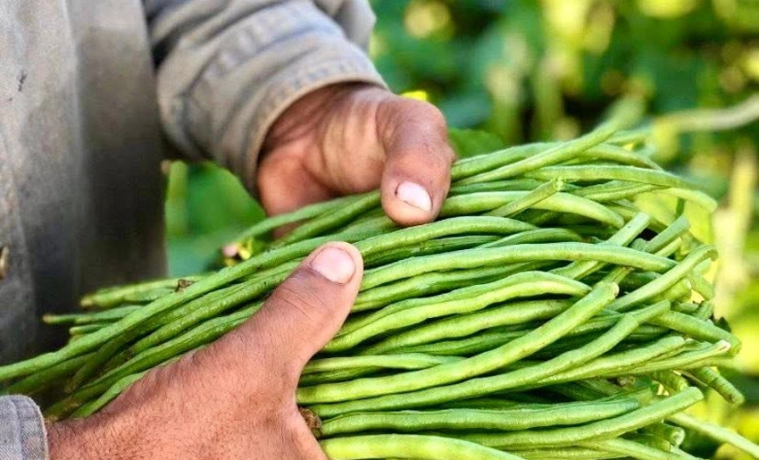 Producción agrícola