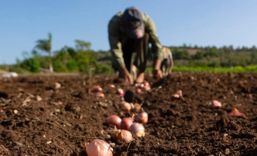 Agricultura, Cuba