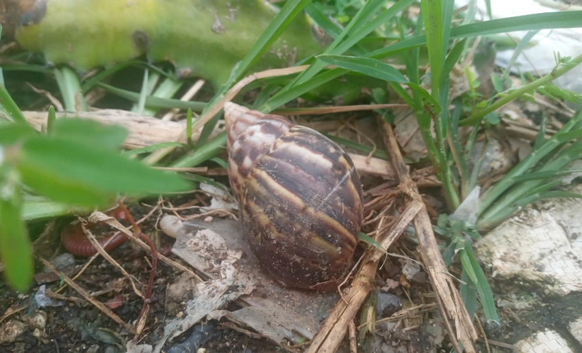 Caracol africano