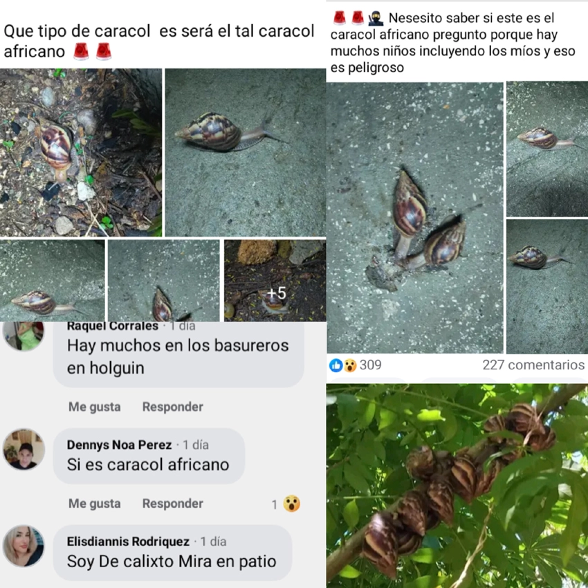 Comentarios en redes sobre caracol gigante africano