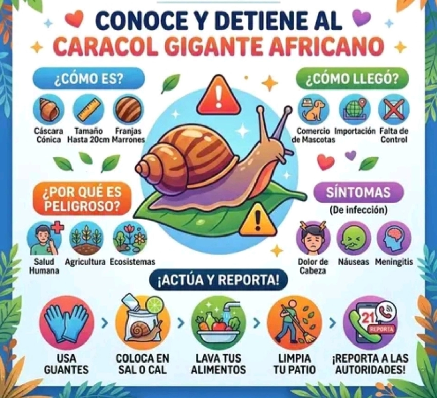 Infografía sobre caracaol gigante africano